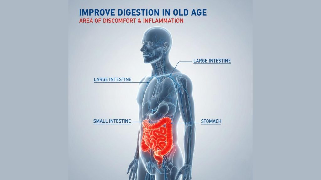Improve Digestion in Old Age